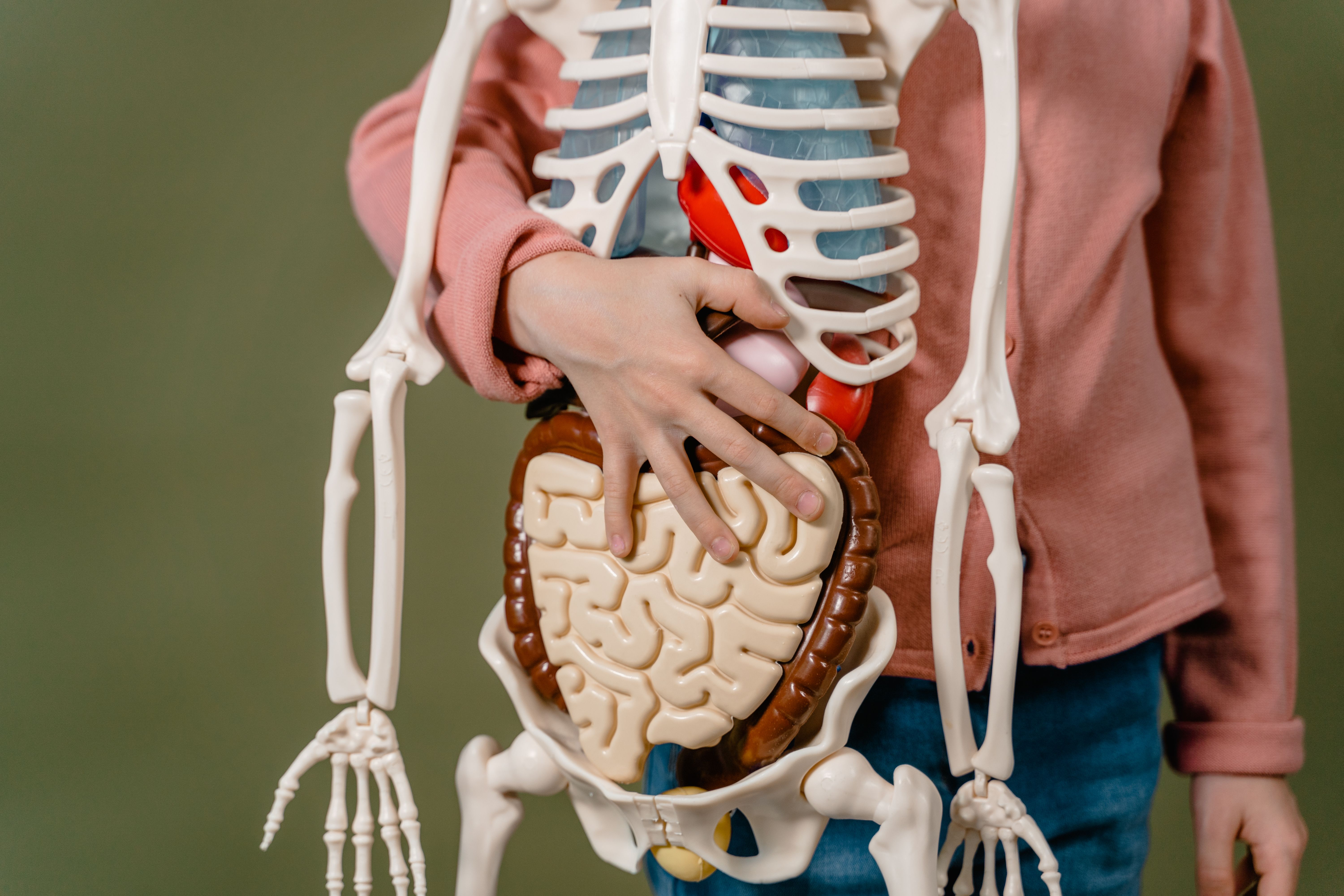 Anatomie du bras humain